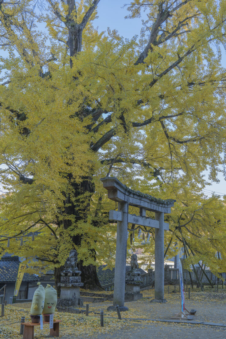 岩部八幡神社の黄葉2025⑦