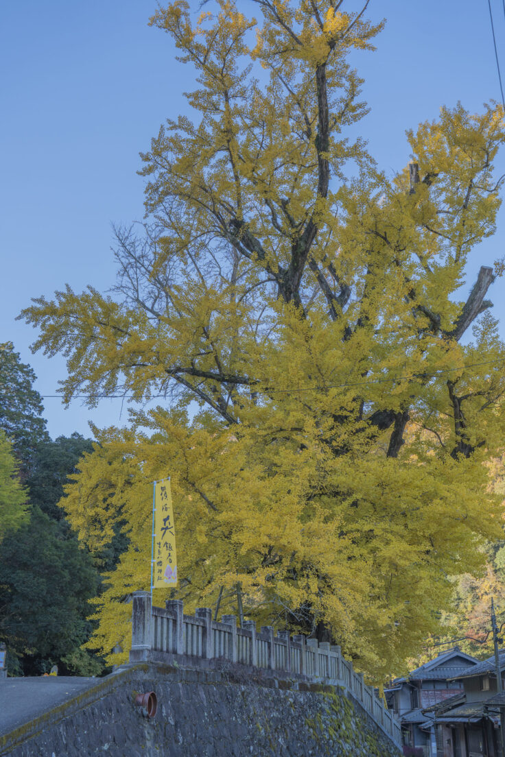 岩部八幡神社の黄葉2025⑧