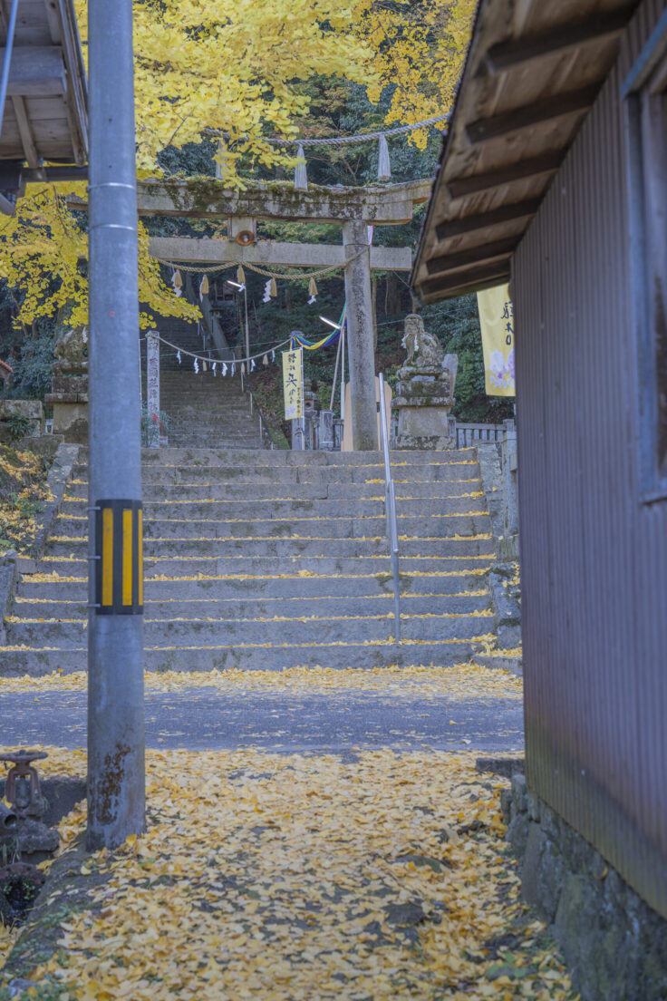 岩部八幡神社の黄葉2025⑩