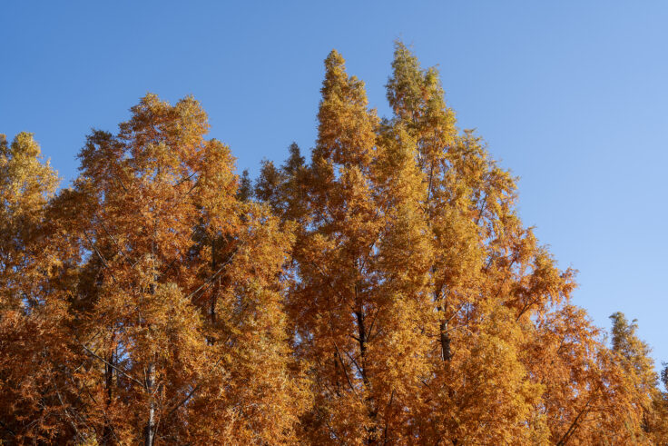 太古の森のメタセコイア紅葉2
