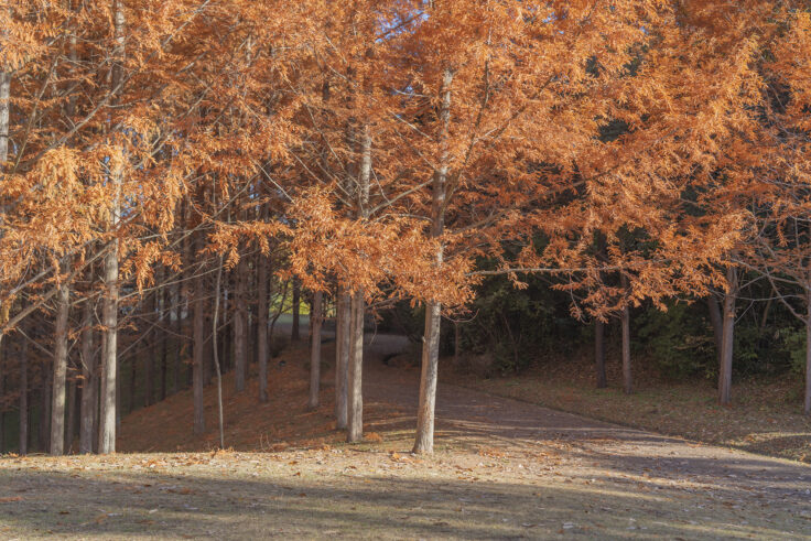 太古の森のメタセコイア紅葉3