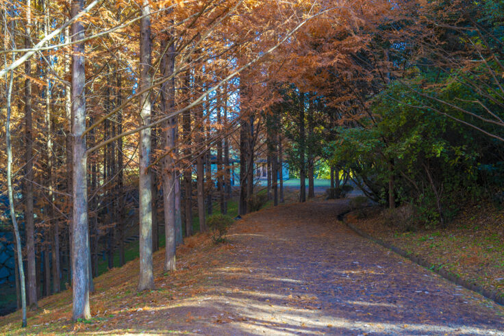 太古の森のメタセコイア紅葉4