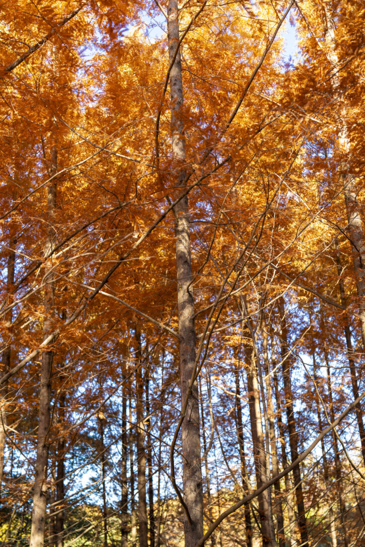 太古の森のメタセコイア紅葉5