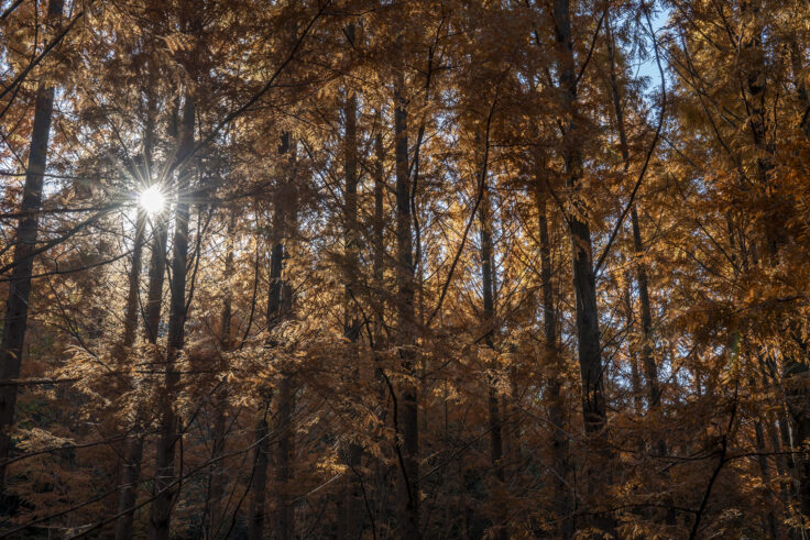 太古の森のメタセコイア紅葉6