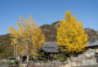 山大寺のイチョウ黄葉1