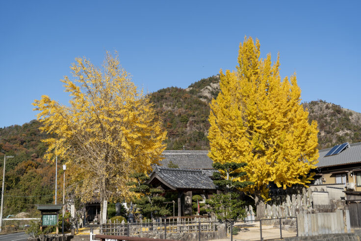 山大寺のイチョウ黄葉1