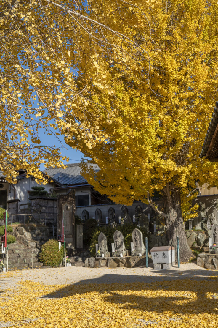 山大寺のイチョウ黄葉2