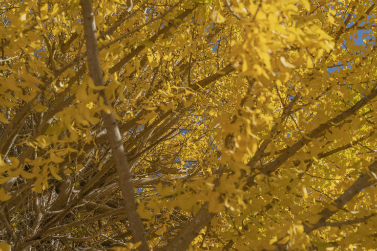 山大寺のイチョウ黄葉3