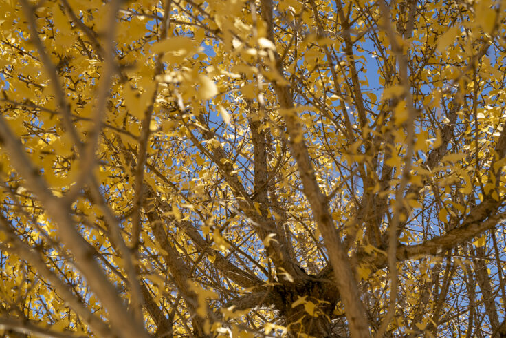山大寺のイチョウ黄葉4
