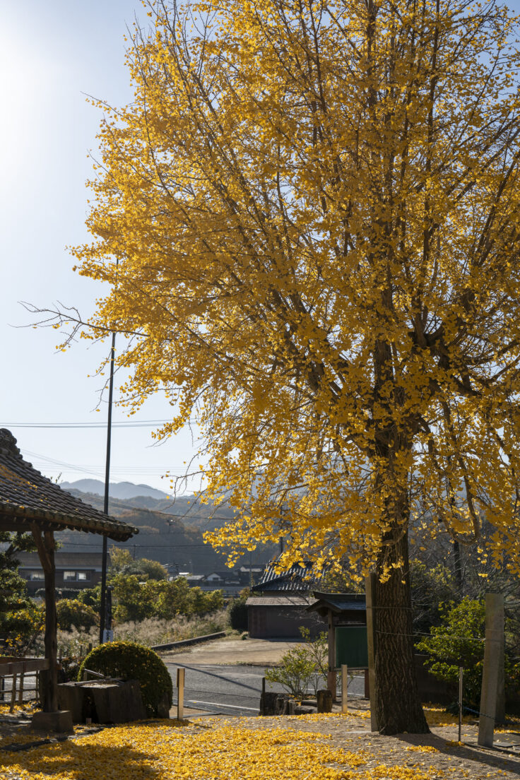 山大寺のイチョウ黄葉5