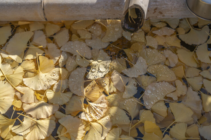 山大寺のイチョウ黄葉6