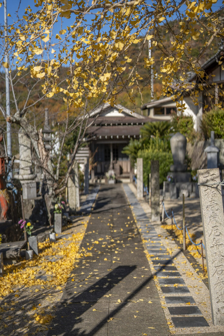山大寺のイチョウ黄葉7