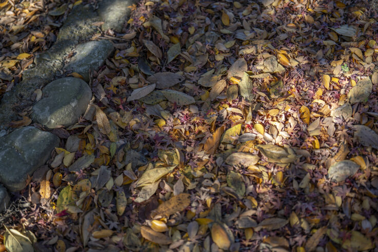 公渕森林公園の秋
