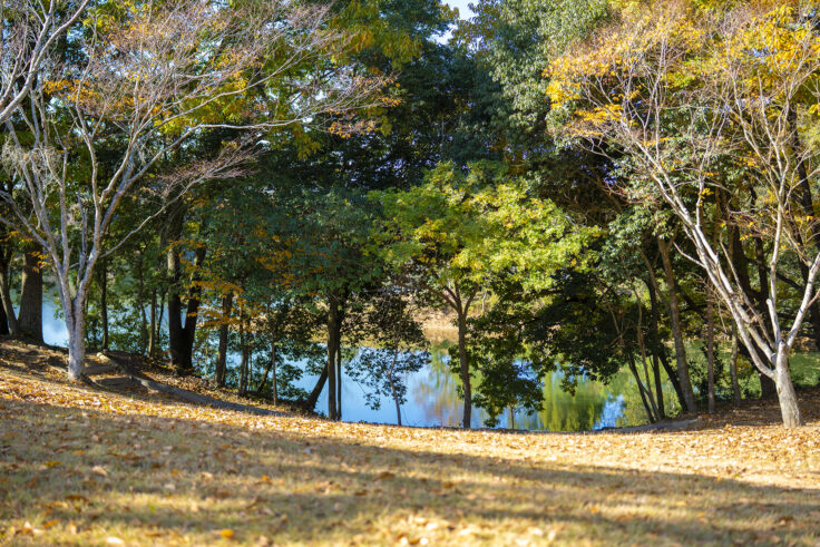公渕森林公園の秋3