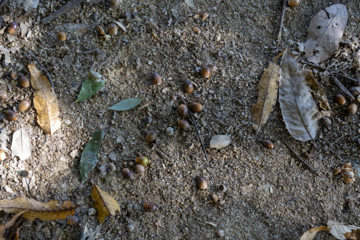 公渕森林公園の秋5