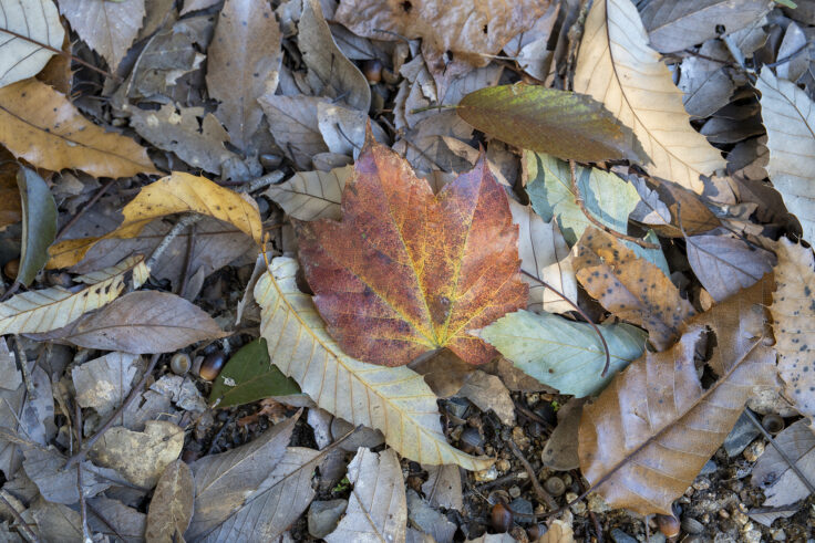 公渕森林公園の秋6