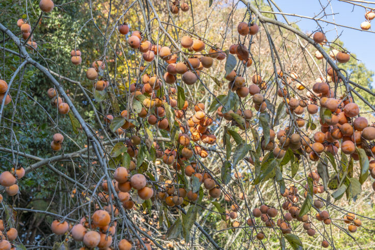 公渕森林公園の秋7
