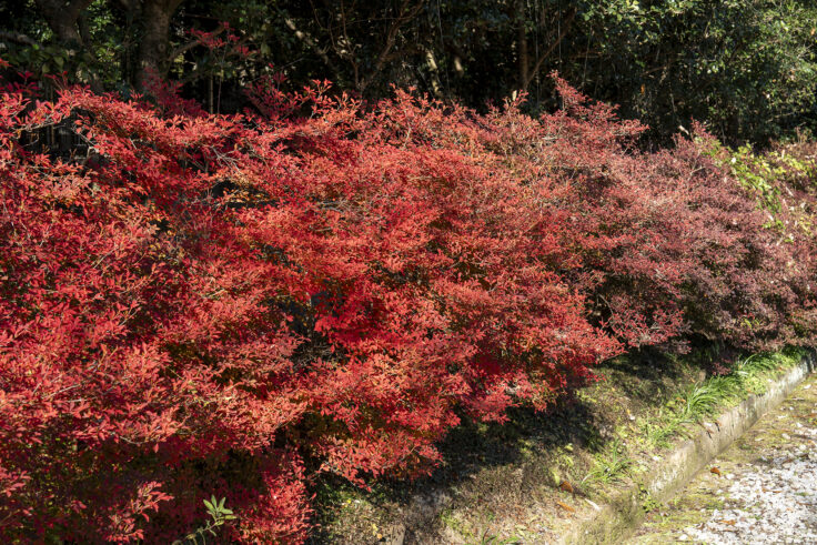 公渕森林公園の秋8