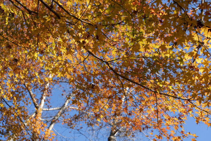 公渕森林公園の秋11