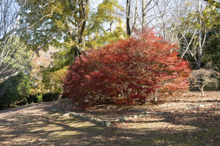 公渕森林公園の秋12