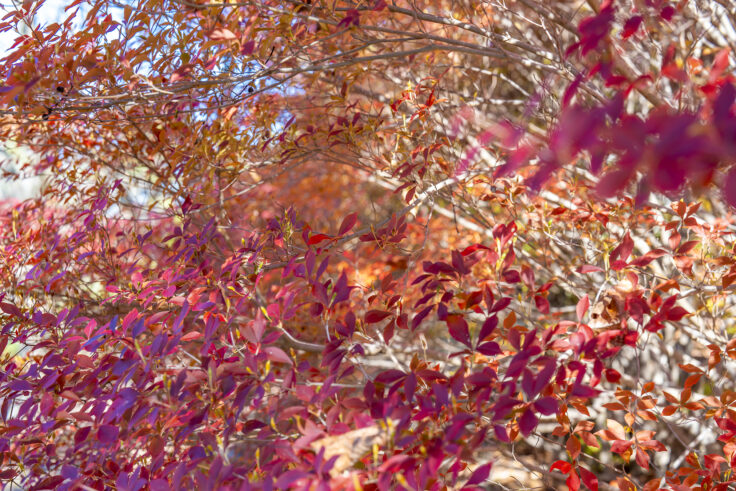 公渕森林公園の秋13