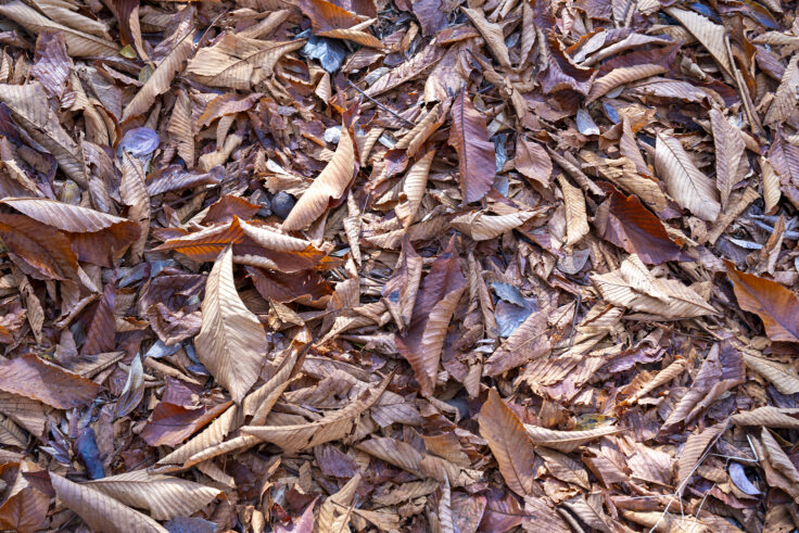 公渕森林公園の秋14