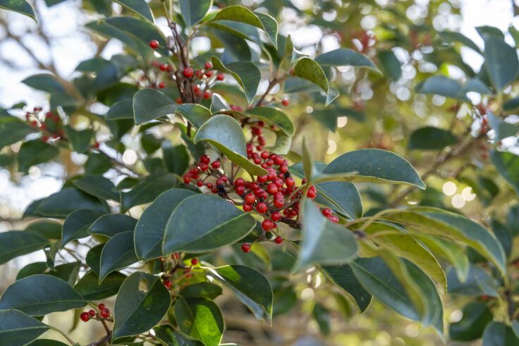 公渕森林公園の秋15