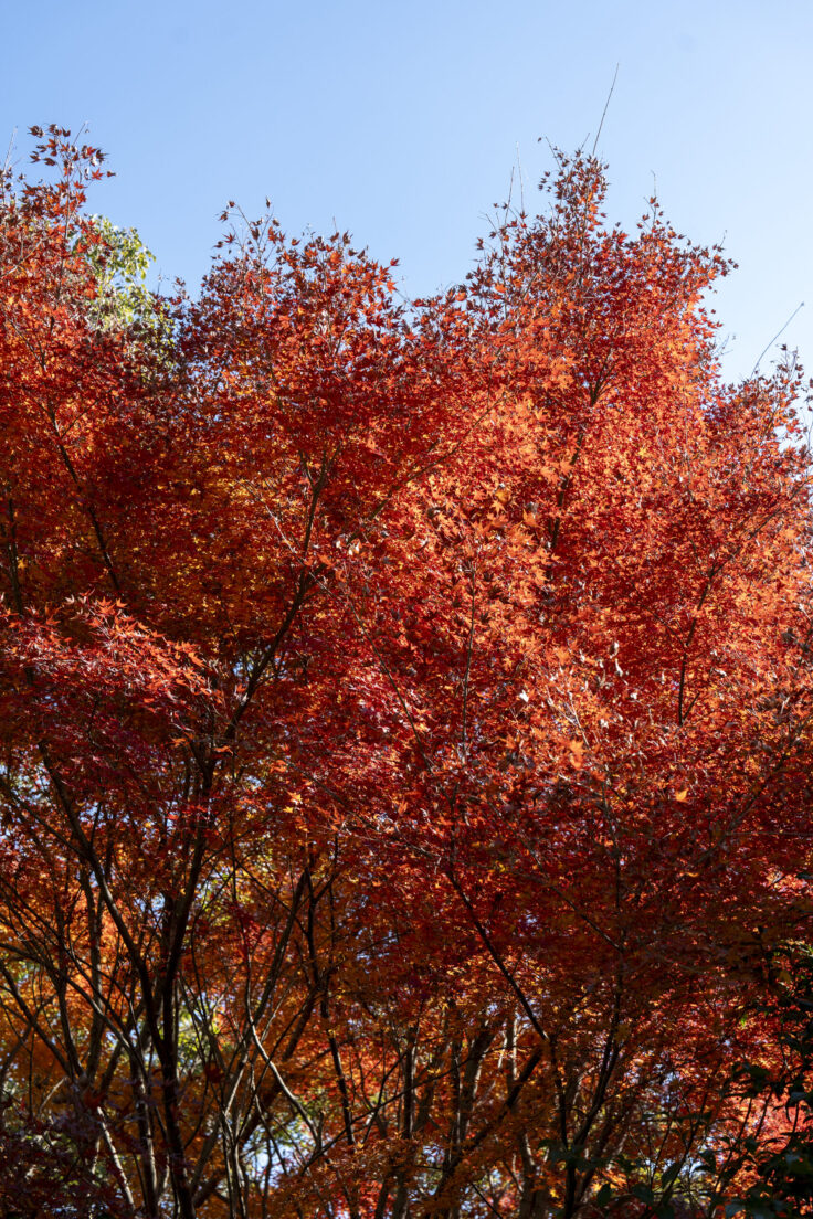 公渕森林公園の秋19