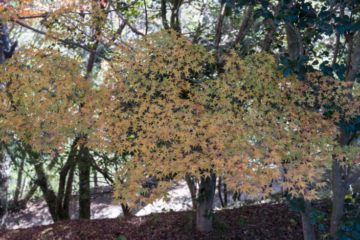 公渕森林公園の秋17
