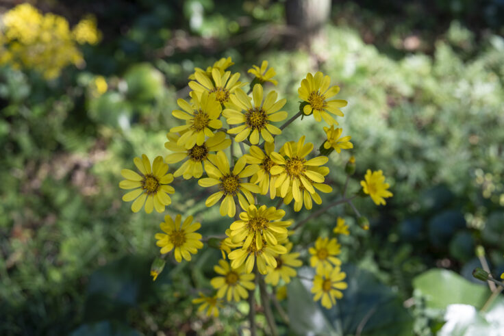 公渕森林公園の秋18