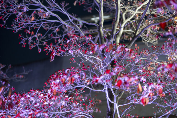 2025さかいで光輝里フェスティバル⑩