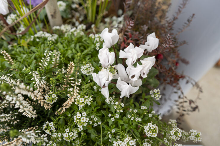 画像 さぬきフラワーガーデンの花1