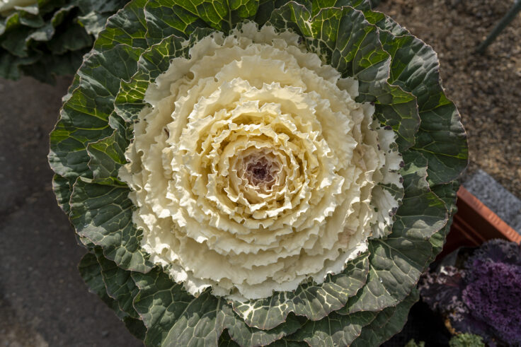 画像 さぬきフラワーガーデンの花3