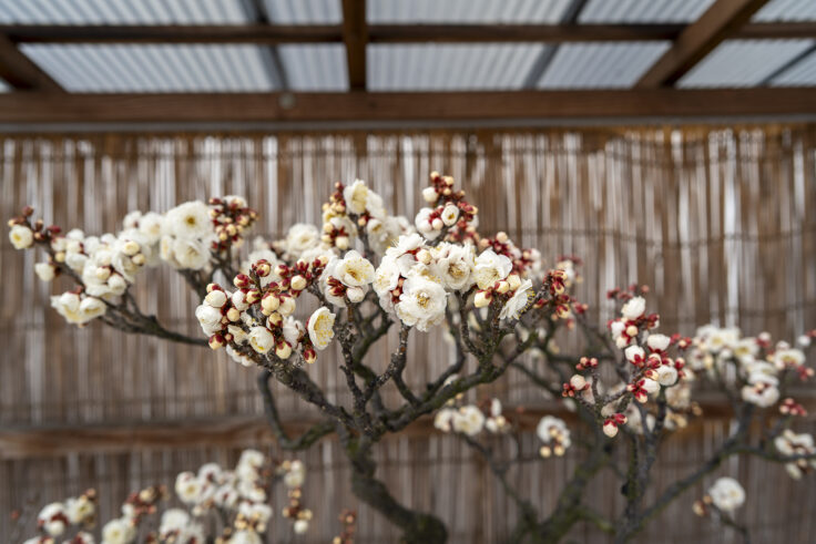 画像 さぬきフラワーガーデンの花4