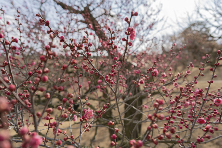 画像 さぬきフラワーガーデンの花5