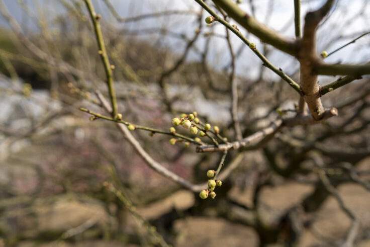 画像 さぬきフラワーガーデンの花6