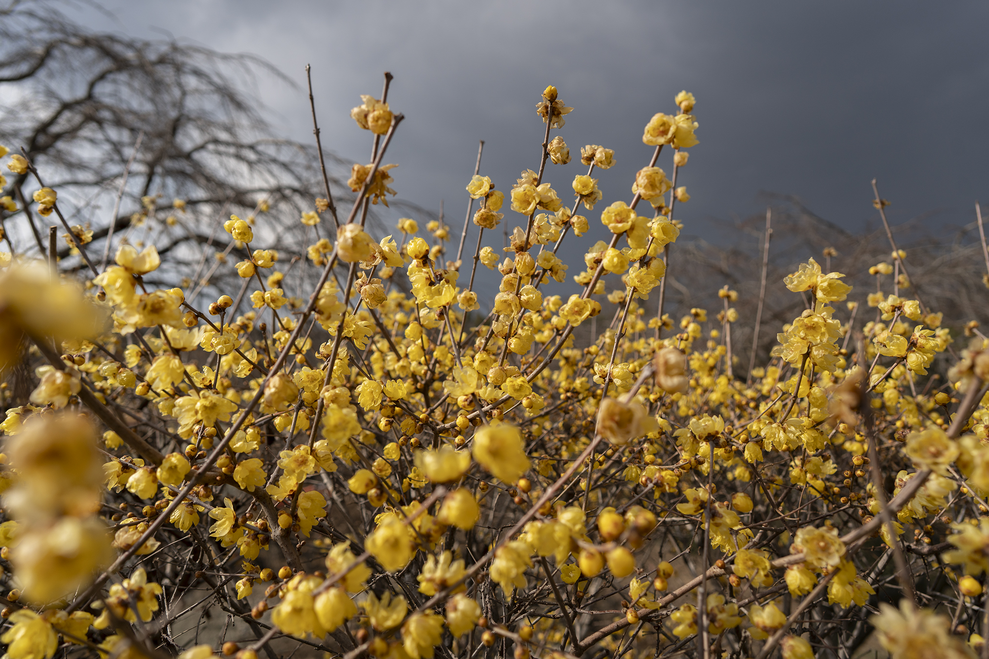 高松市香南町「さぬきフラワーガーデン」のロウバイが見頃、ウメ咲き始め
