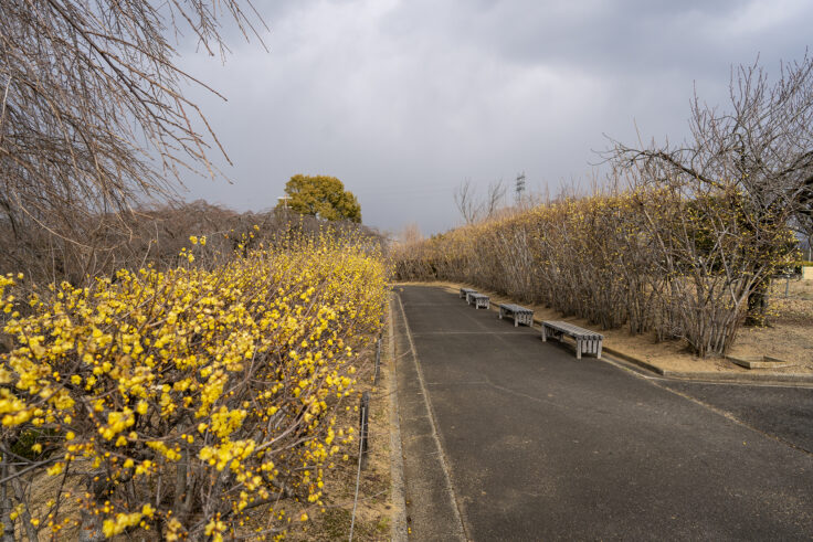 画像 さぬきフラワーガーデンの花12