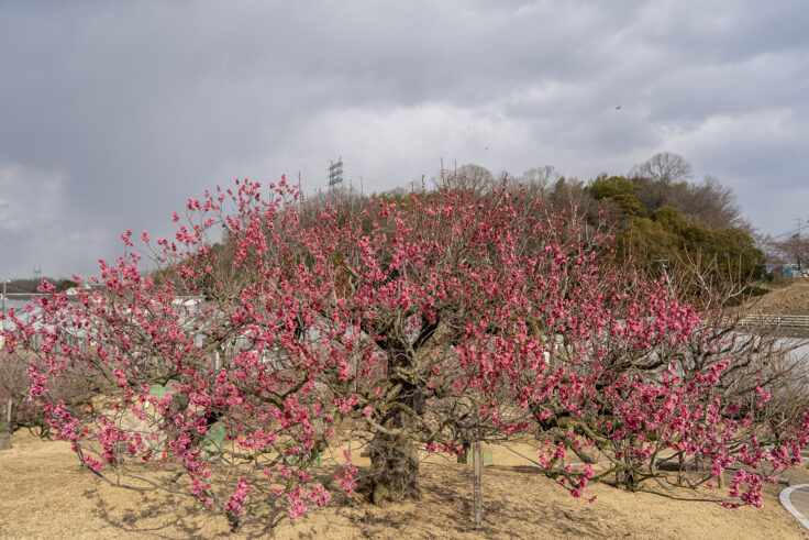 画像 さぬきフラワーガーデンの花10