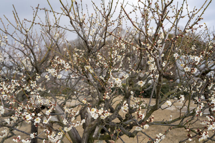 画像 さぬきフラワーガーデンの花7