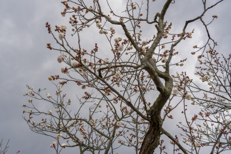 画像 さぬきフラワーガーデンの花8