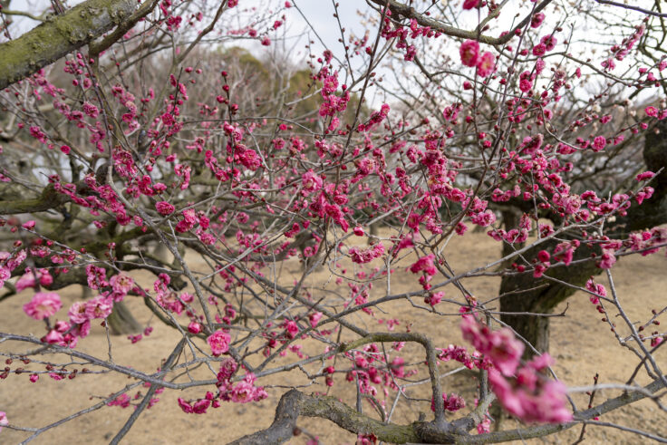 画像 さぬきフラワーガーデンの花9