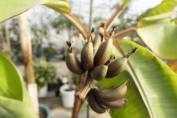 画像 さぬきフラワーガーデンのバナナ