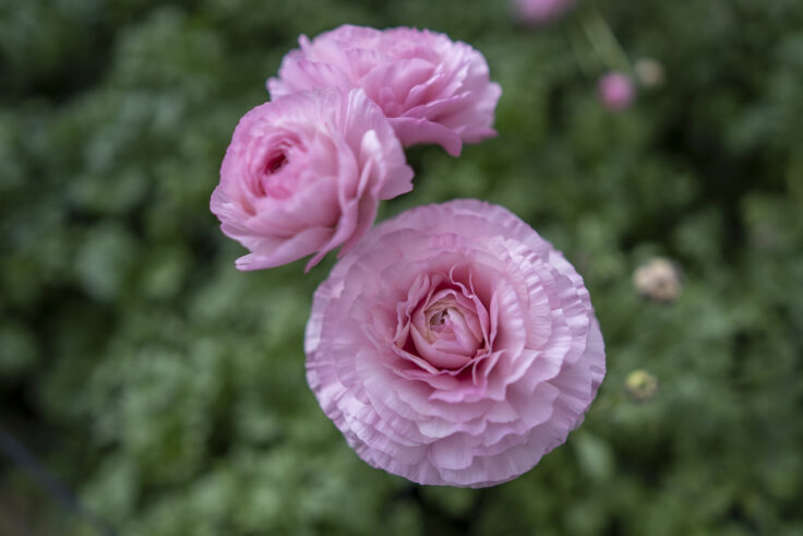 画像 さぬきフラワーガーデンのラナンキュラス