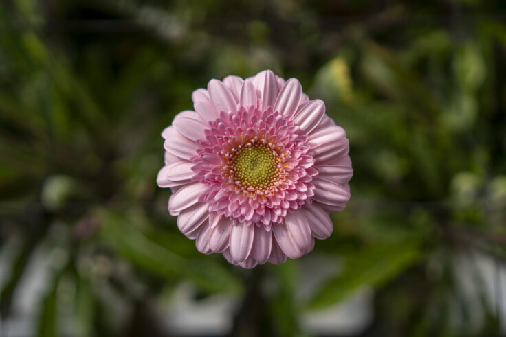 画像 さぬきフラワーガーデンのガーベラ