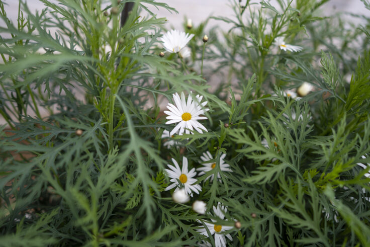 画像 さぬきフラワーガーデンのマーガレット