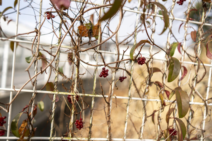 画像 さぬきフラワーガーデンのサネカズラ