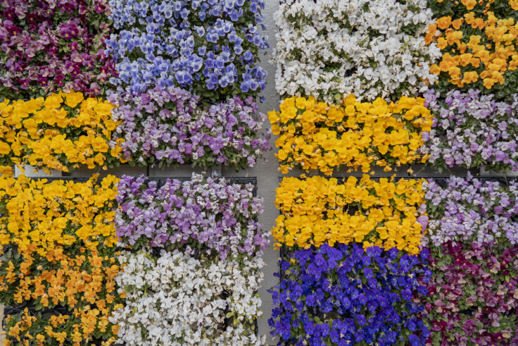 画像 さぬきフラワーガーデンの花13