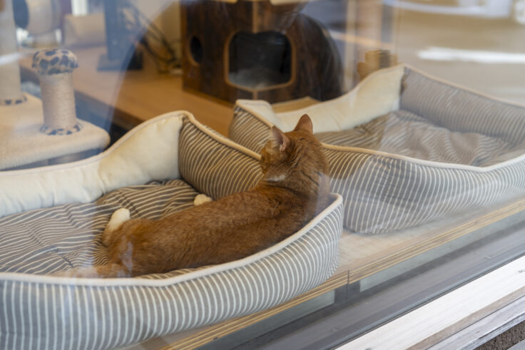 画像 北灘漁協組合のネコたち2