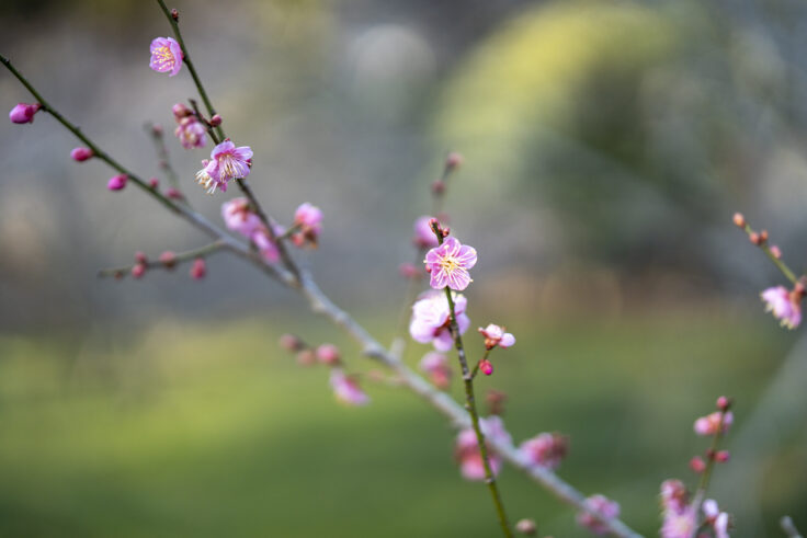 画像 みろく自然公園のウメ